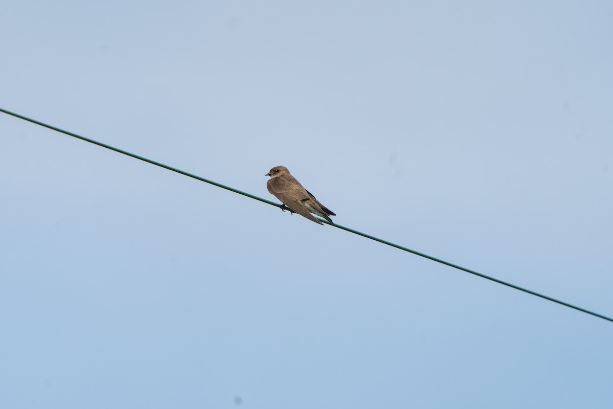 Golondrina Aserrada - ML585961501