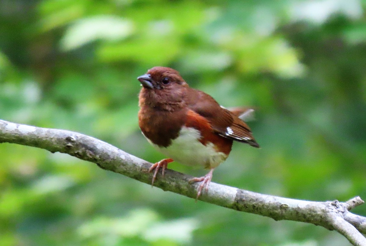 Eastern Towhee - ML585961751