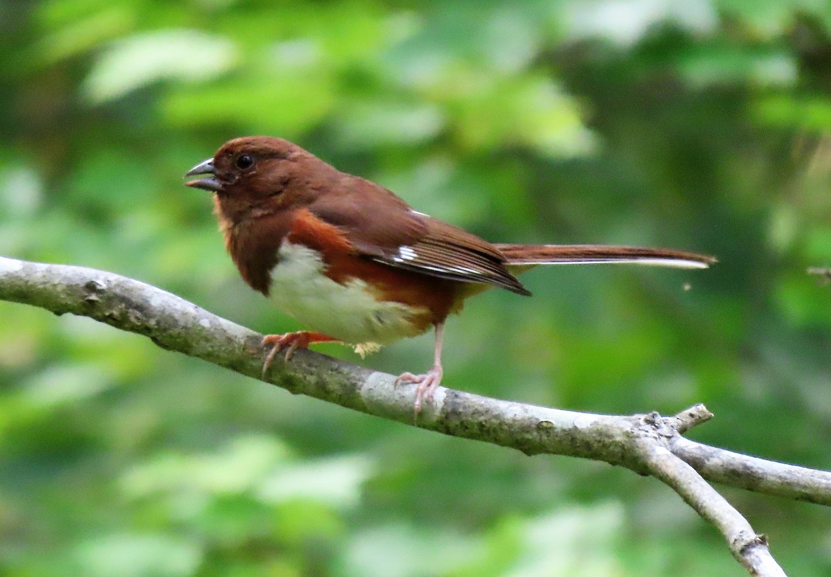 Eastern Towhee - Anne Mytych