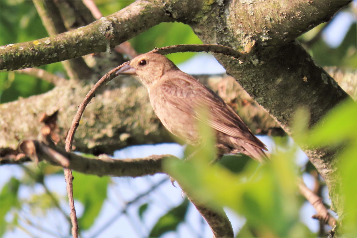 Brown-headed Cowbird - ML585962421