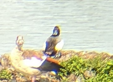 Greater Scaup - ML585963661