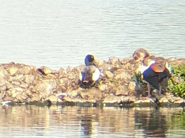 Greater Scaup - ML585963671