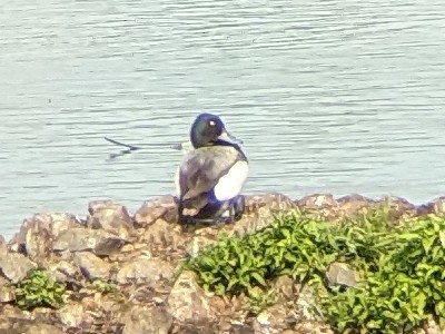 Greater Scaup - ML585963681