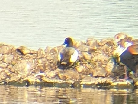 Greater Scaup - ML585963691