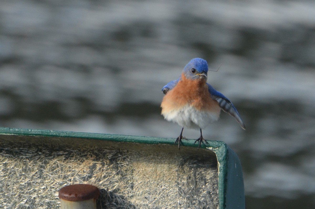 Eastern Bluebird - ML585963861