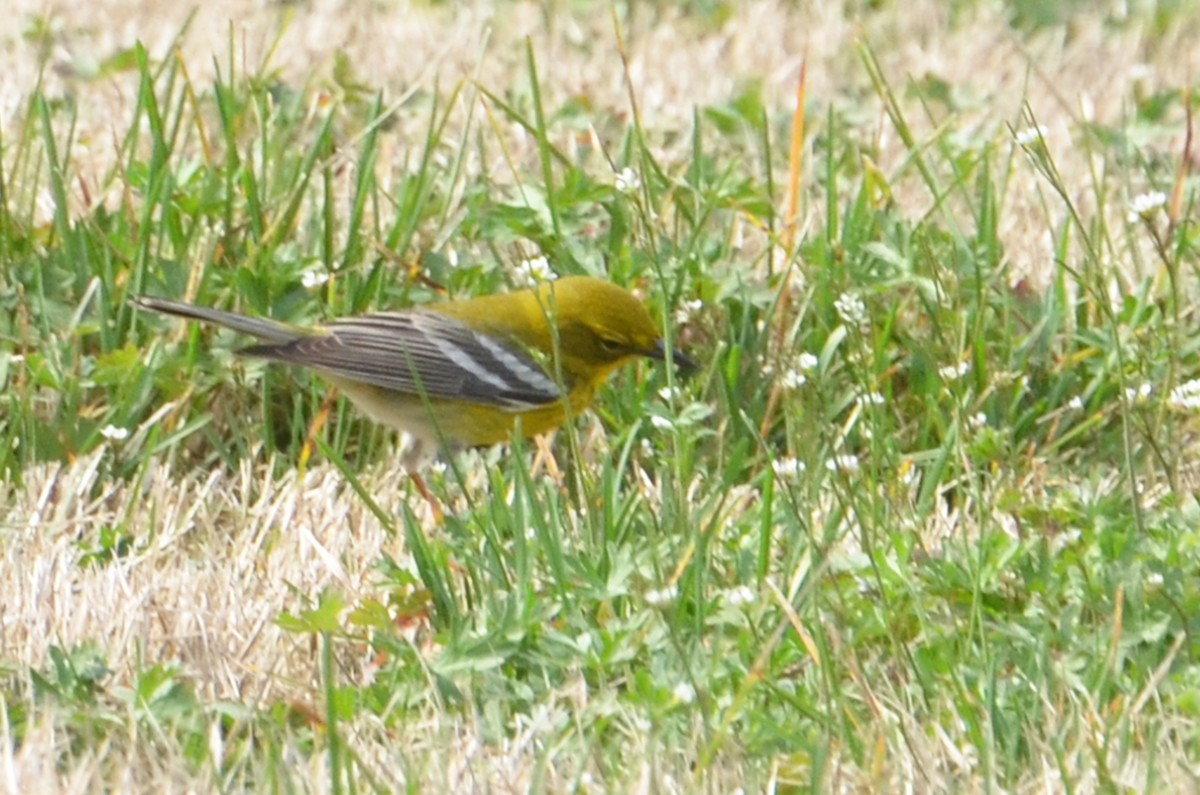 Pine Warbler - ML585964041