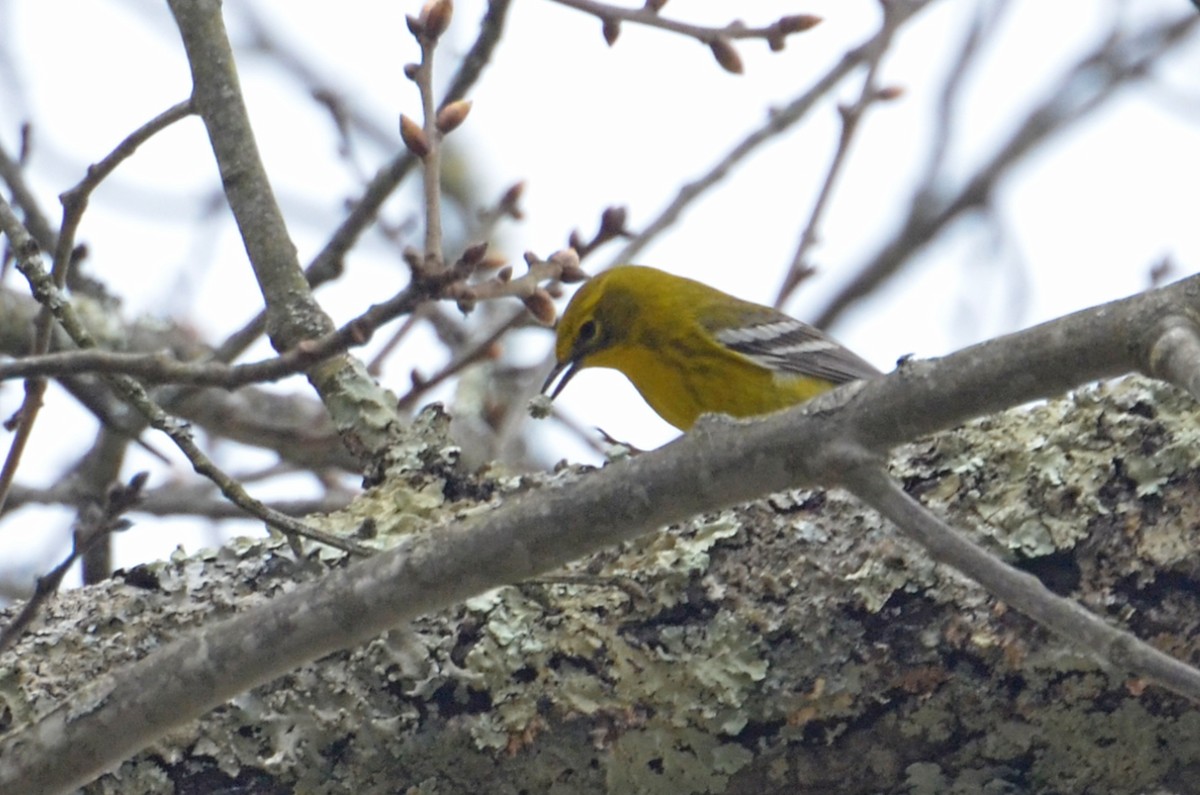 Pine Warbler - ML585964051