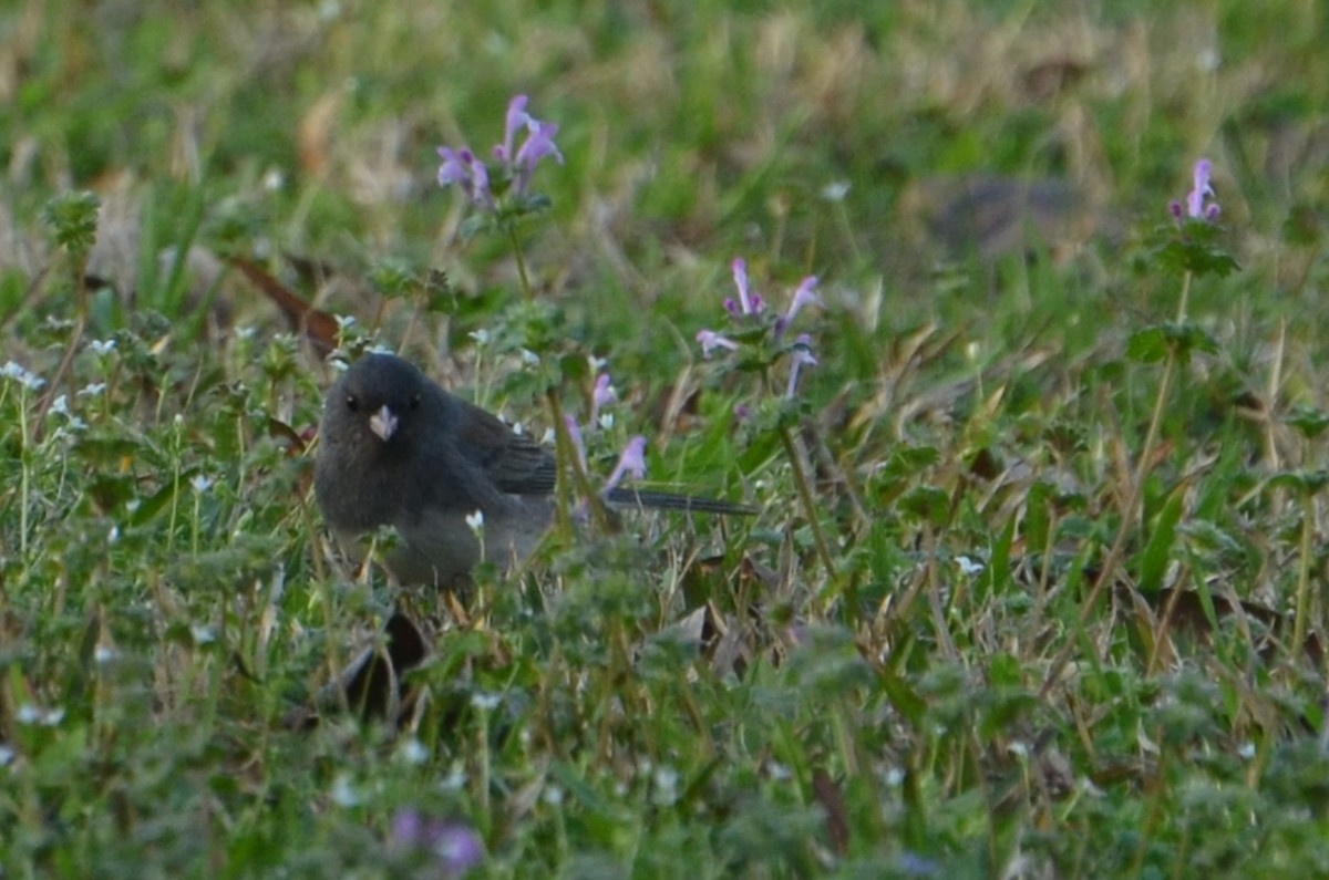 Dark-eyed Junco - ML585964081