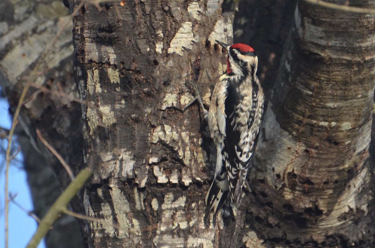 Yellow-bellied Sapsucker - ML585964171