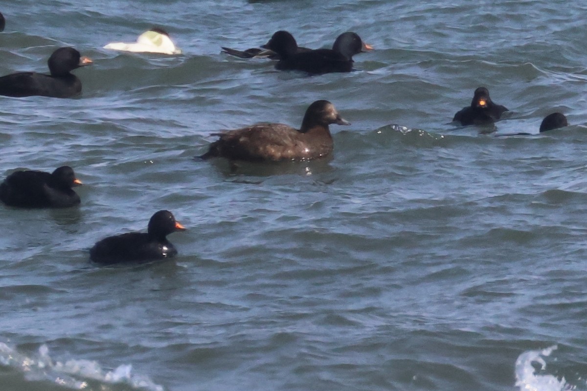 White-winged/Stejneger's Scoter - ML585964441