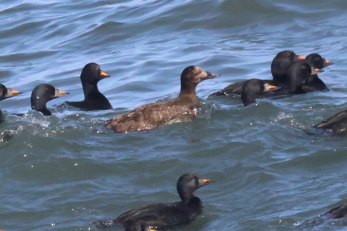 White-winged/Stejneger's Scoter - ML585964461