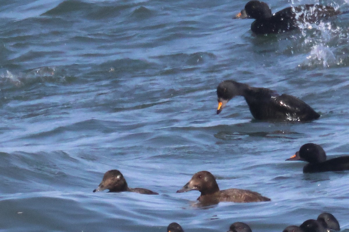 White-winged/Stejneger's Scoter - ML585964481