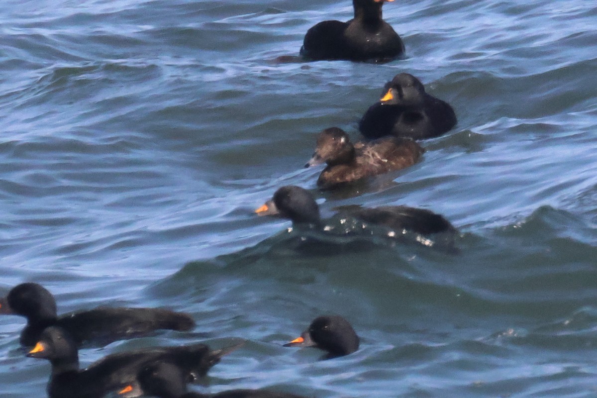 White-winged/Stejneger's Scoter - ML585964501