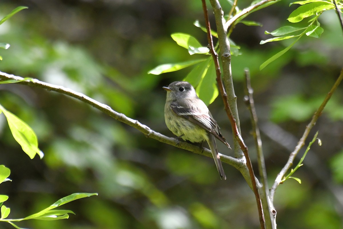 Hammond's Flycatcher - ML585964651