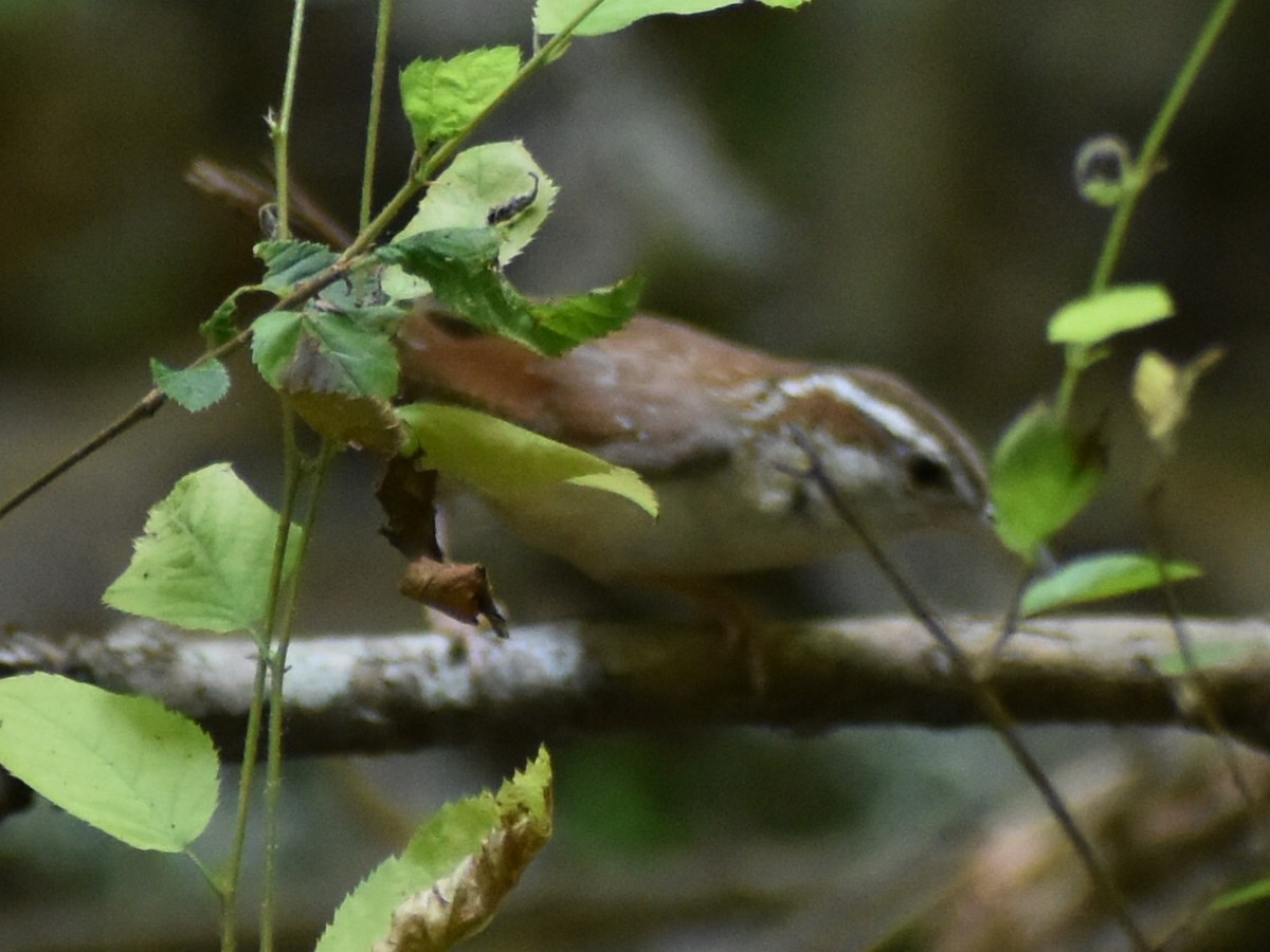 Carolina Wren - ML585964761