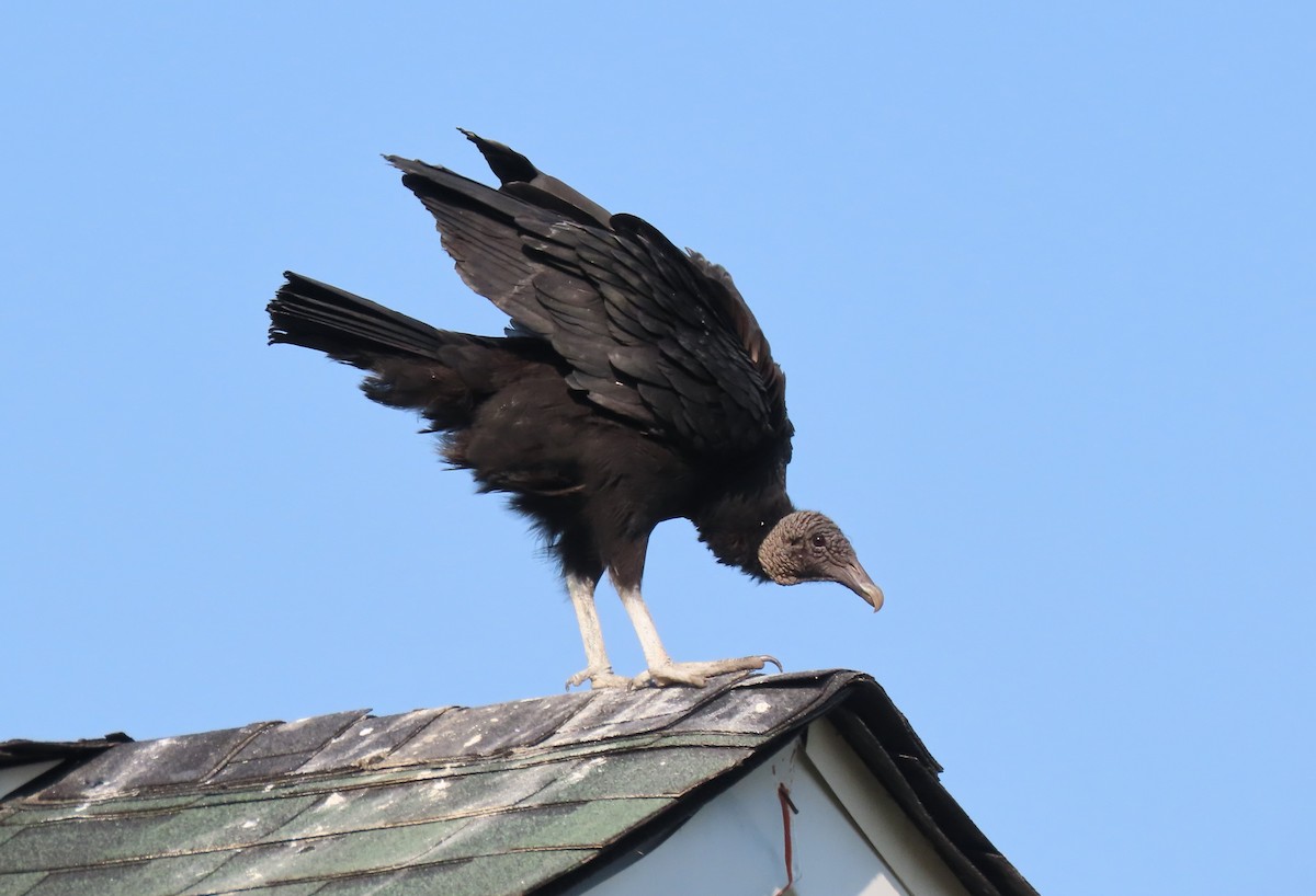 Black Vulture - Anne Mytych