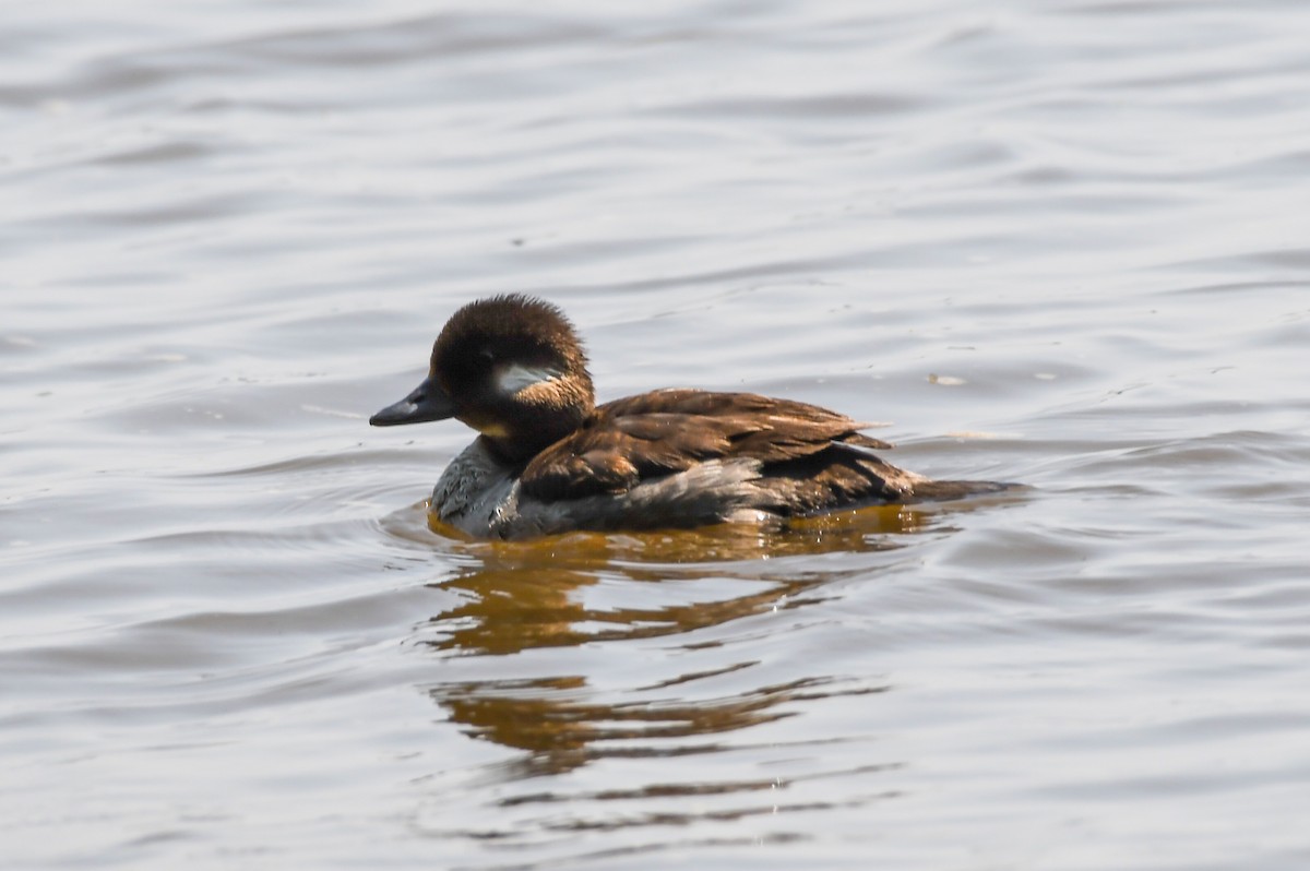 Bufflehead - ML585965901