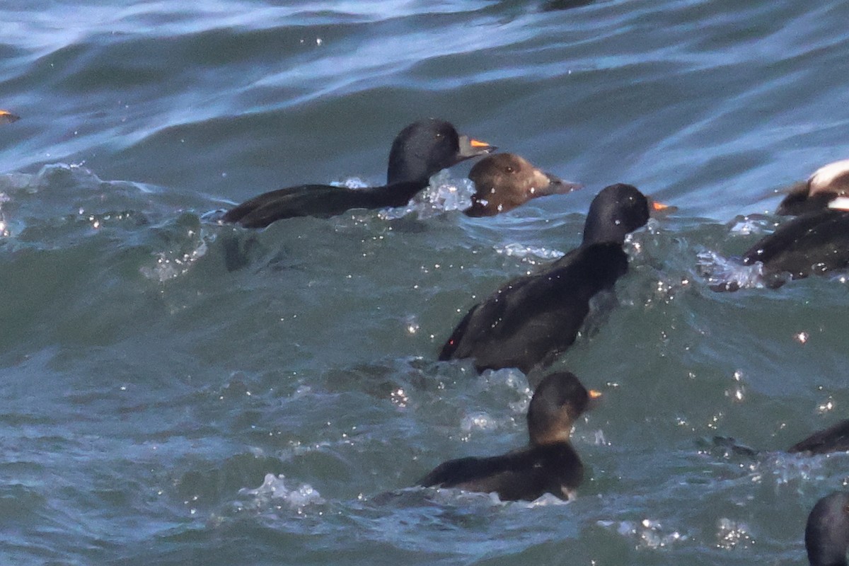 White-winged/Stejneger's Scoter - ML585966451