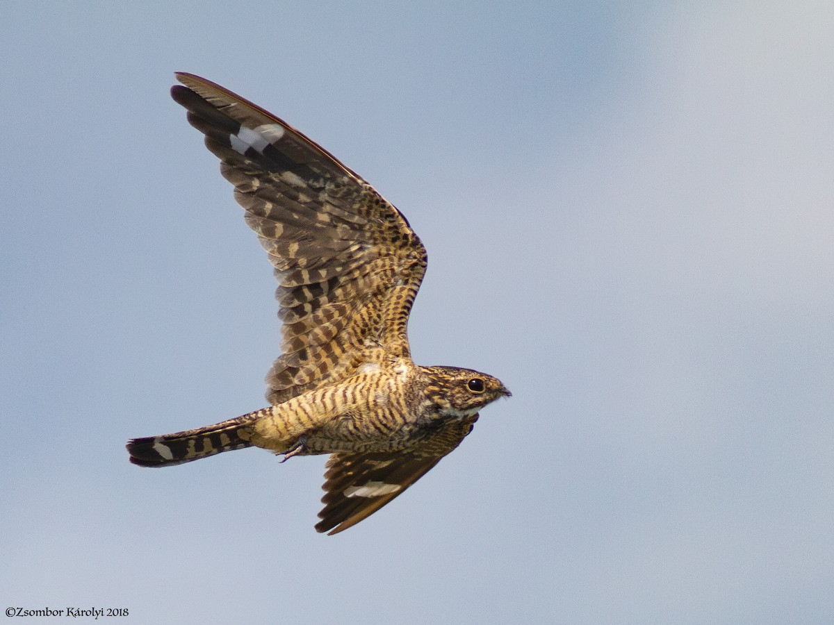 Lesser Nighthawk - Zsombor Károlyi