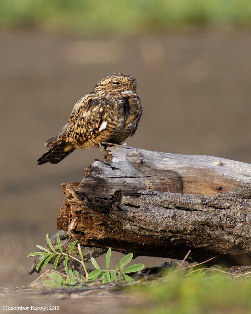 Lesser Nighthawk - Zsombor Károlyi