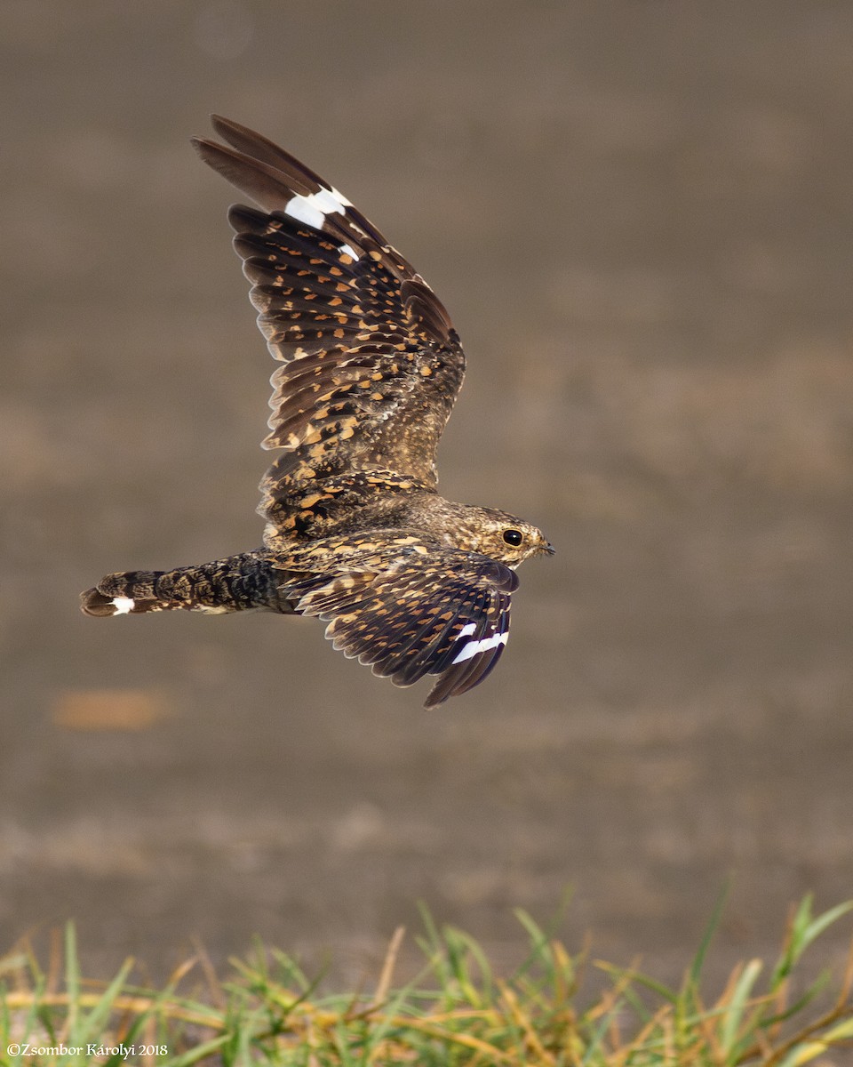 Lesser Nighthawk - Zsombor Károlyi