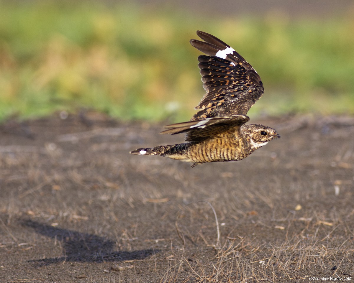 Lesser Nighthawk - Zsombor Károlyi