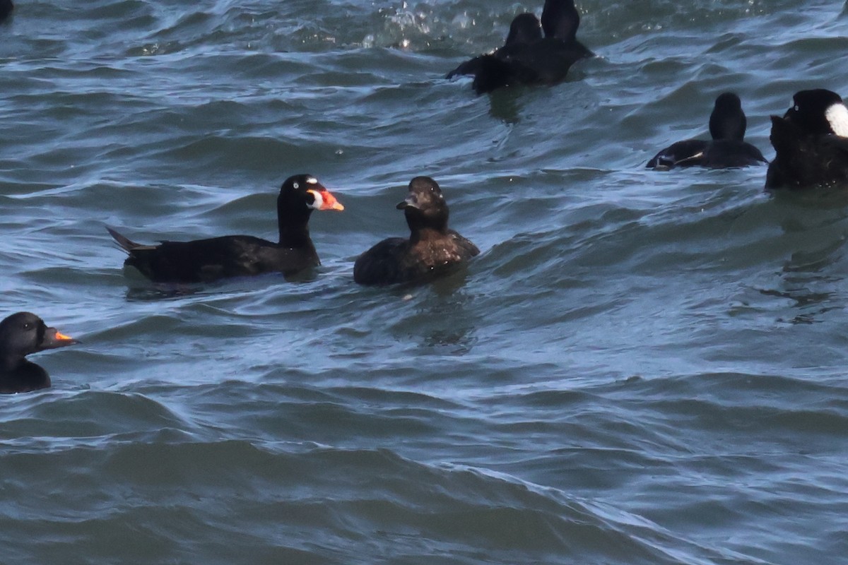 White-winged/Stejneger's Scoter - ML585966741