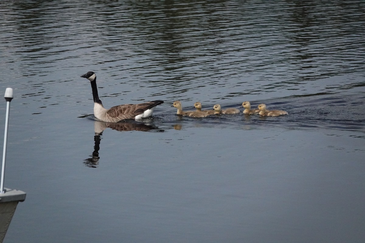 Canada Goose - Mary Kimberly