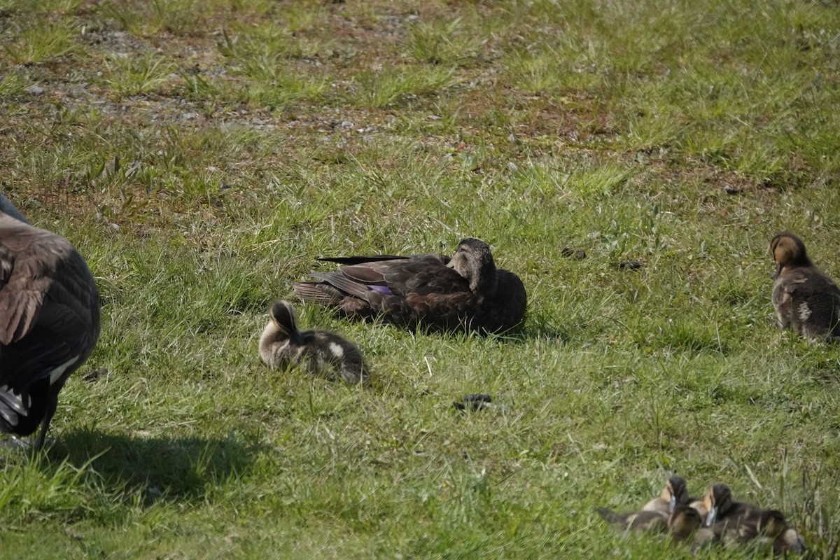 American Black Duck - ML585967341