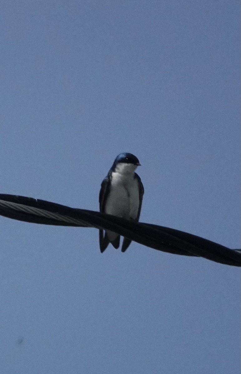 Tree Swallow - Mary Kimberly