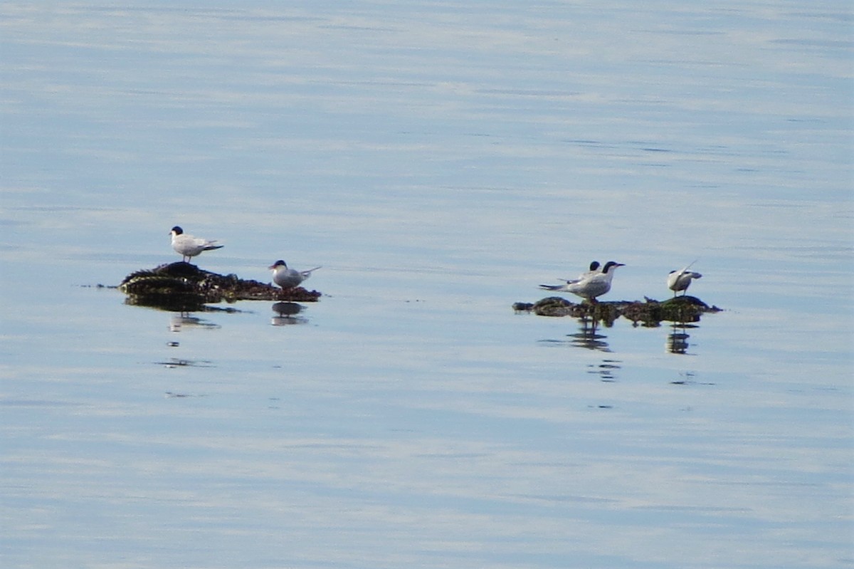 Common Tern - ML58596741