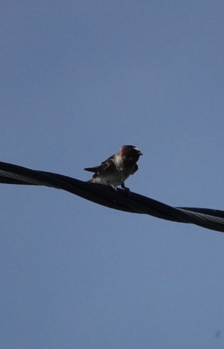 Cliff Swallow - Mary Kimberly