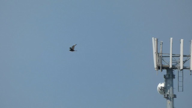 Pomarine Jaeger - ML585967691