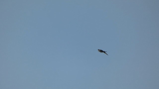 Pomarine Jaeger - ML585967701