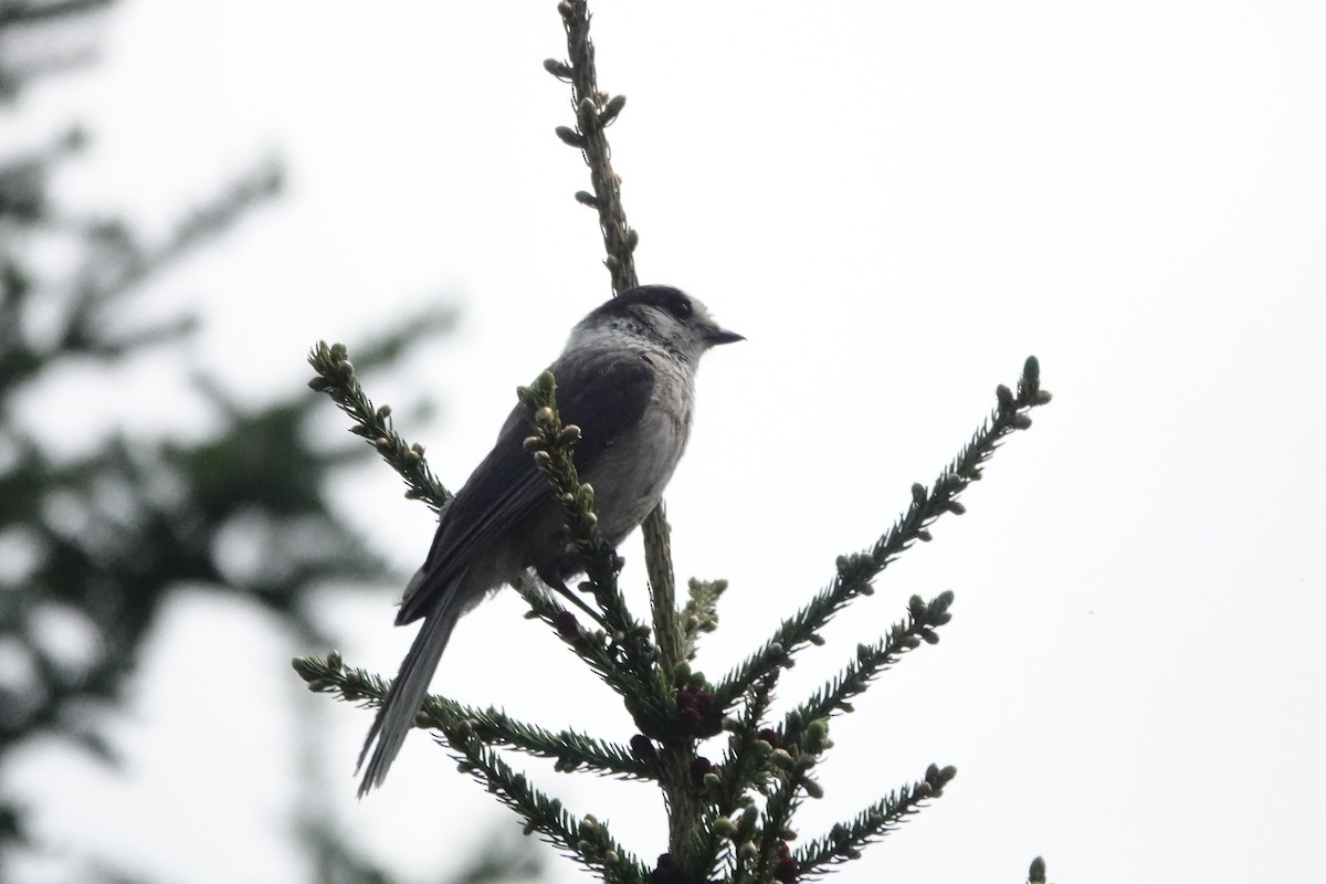 Canada Jay - ML585968961