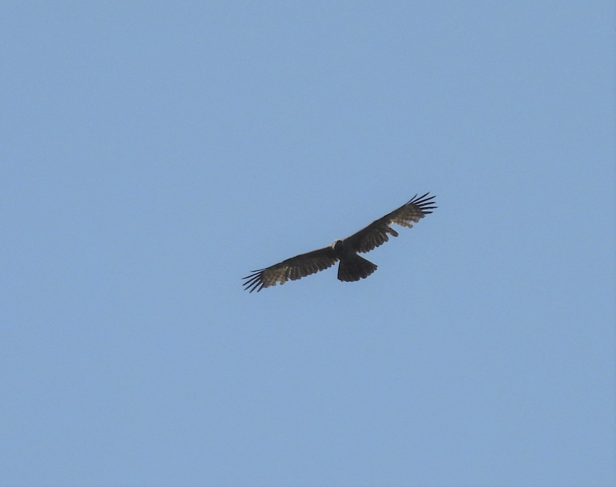 Oriental Honey-buzzard - Stephen Long