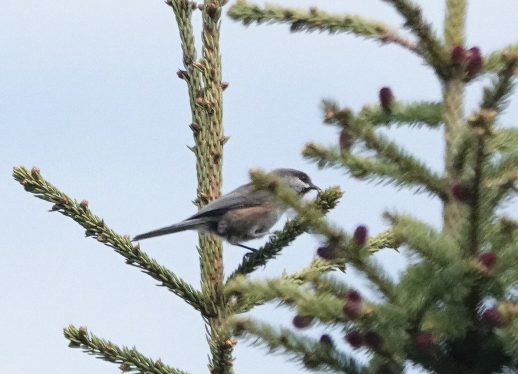 Mésange à tête brune - ML585969081