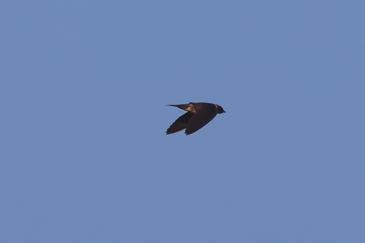 Purple Martin - ML585969481