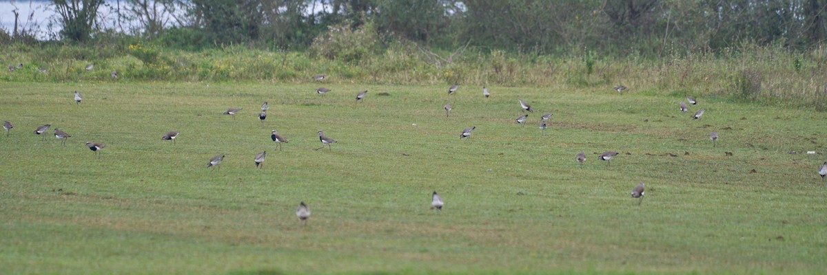 Southern Lapwing - Daniel Alfenas