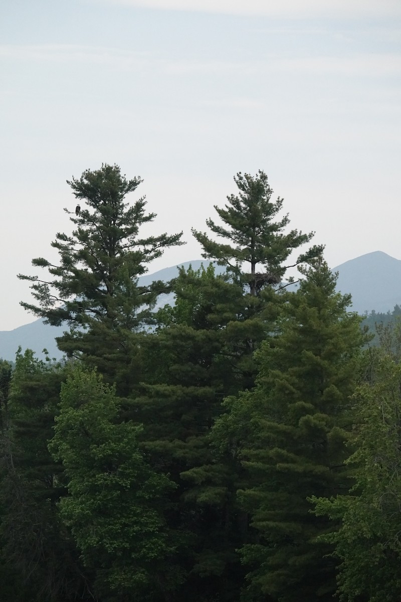 Bald Eagle - ML585971991