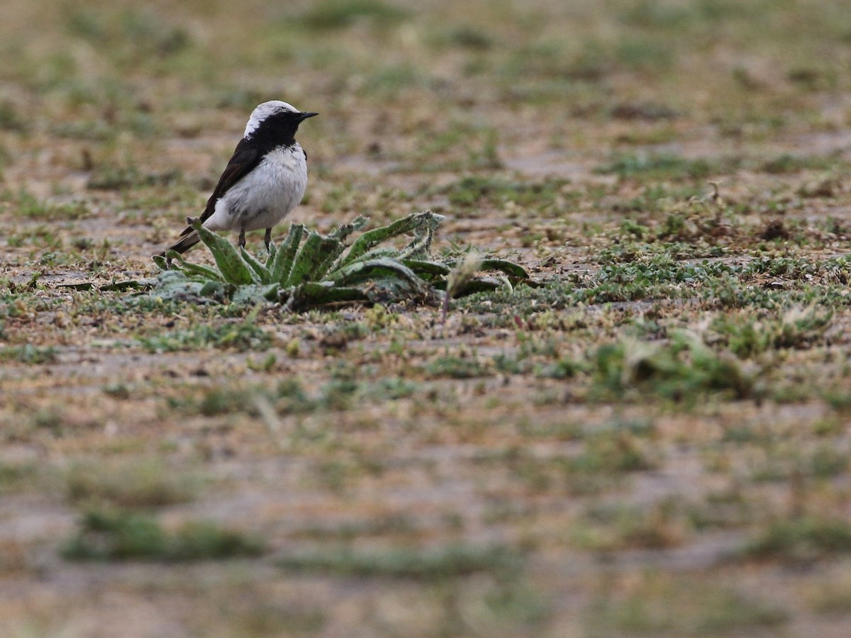Pied Wheatear - ML585972301