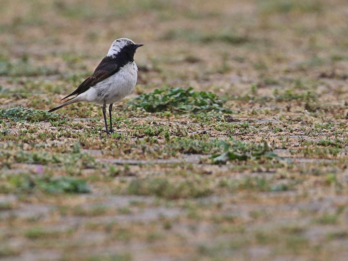 Pied Wheatear - ML585972311