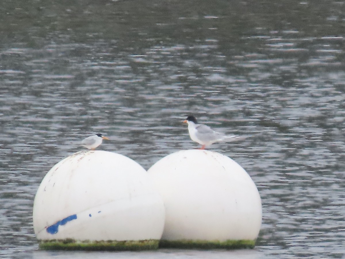 Least Tern - ML585972551