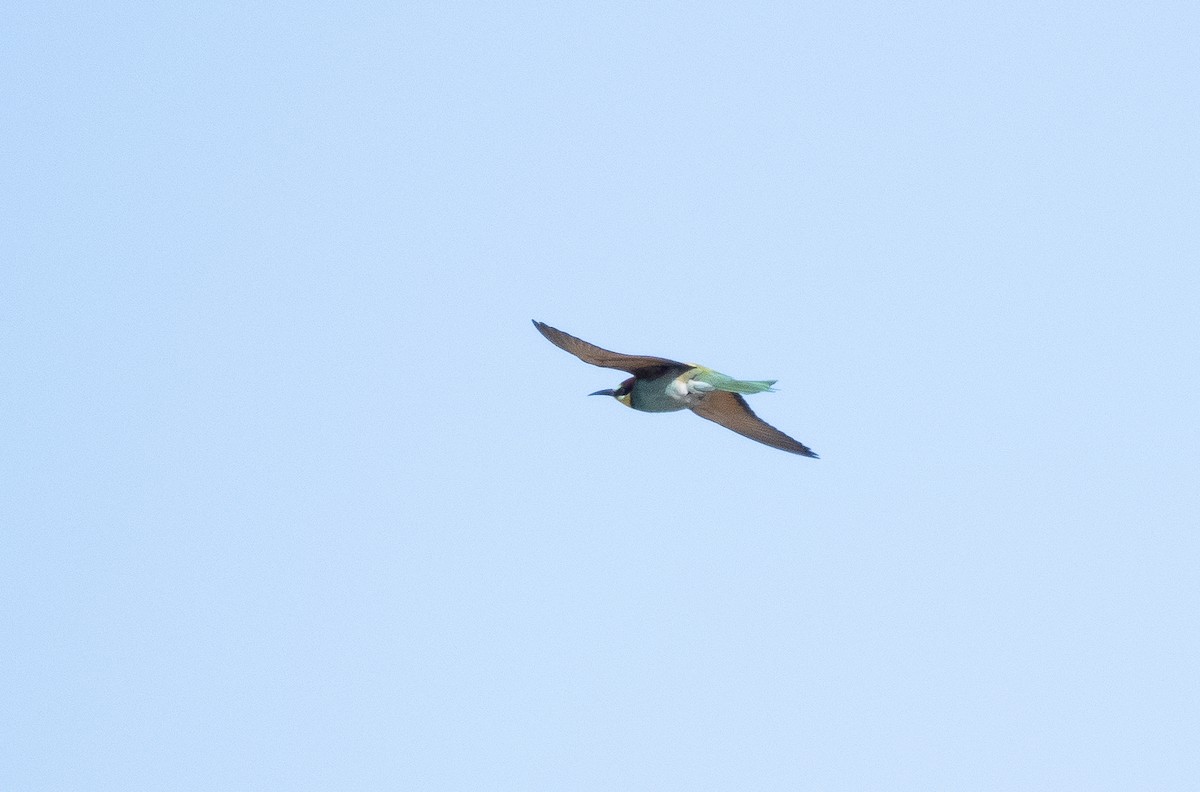 European Bee-eater - Arto Keskinen