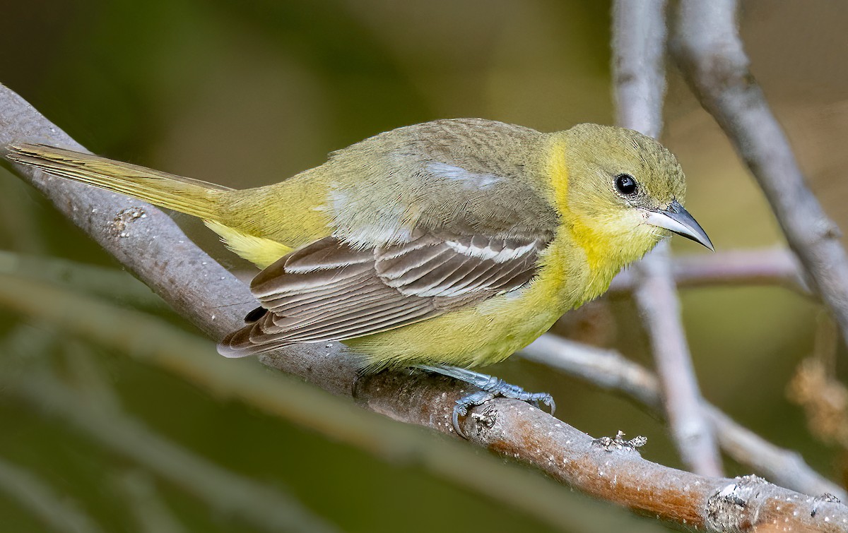 Orchard Oriole - ML585972601