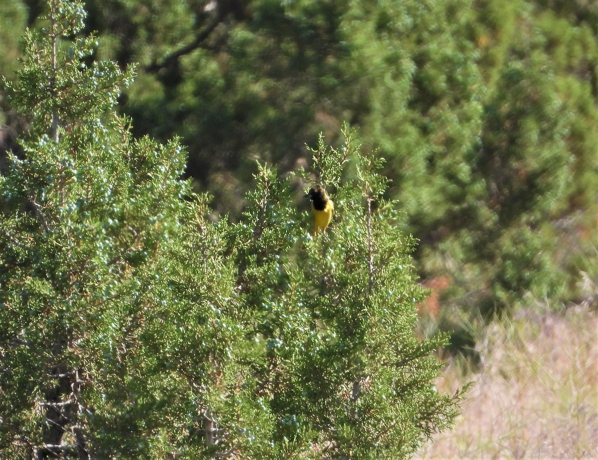 Oriole jaune-verdâtre - ML585973321