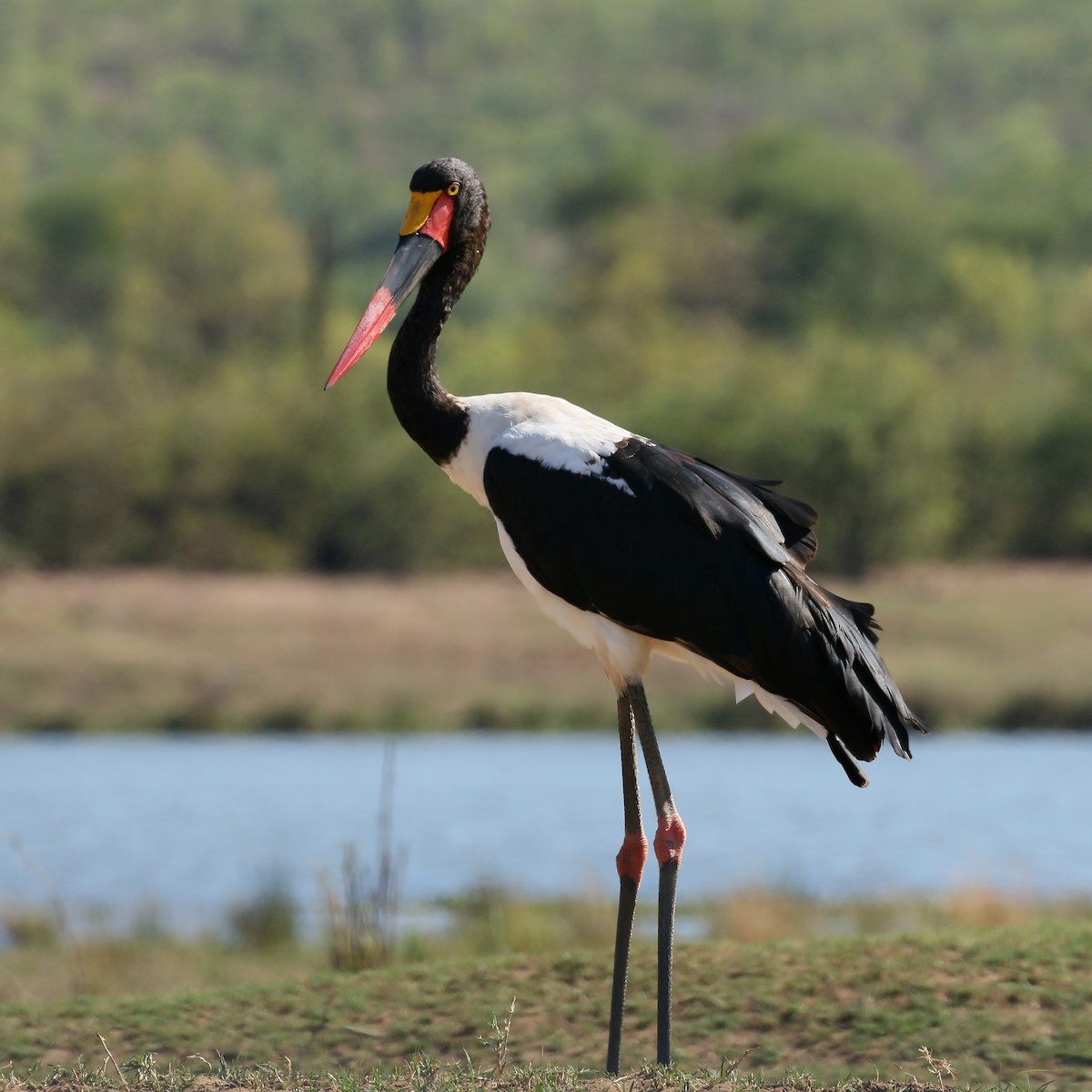 Saddle-billed Stork - ML585974531