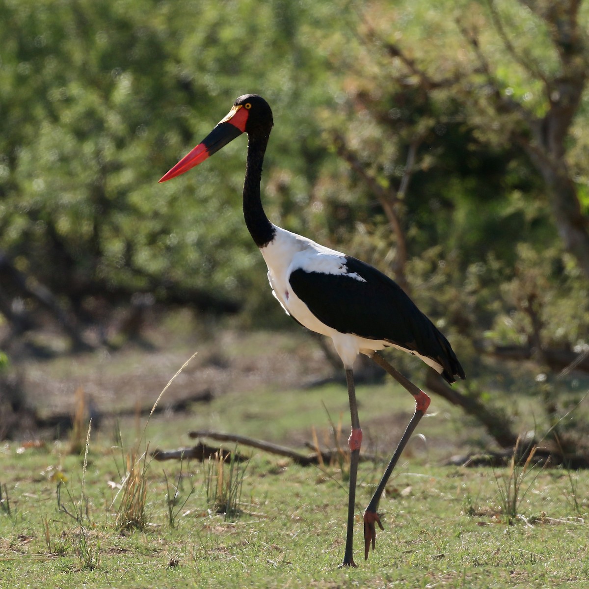 Saddle-billed Stork - ML585974541