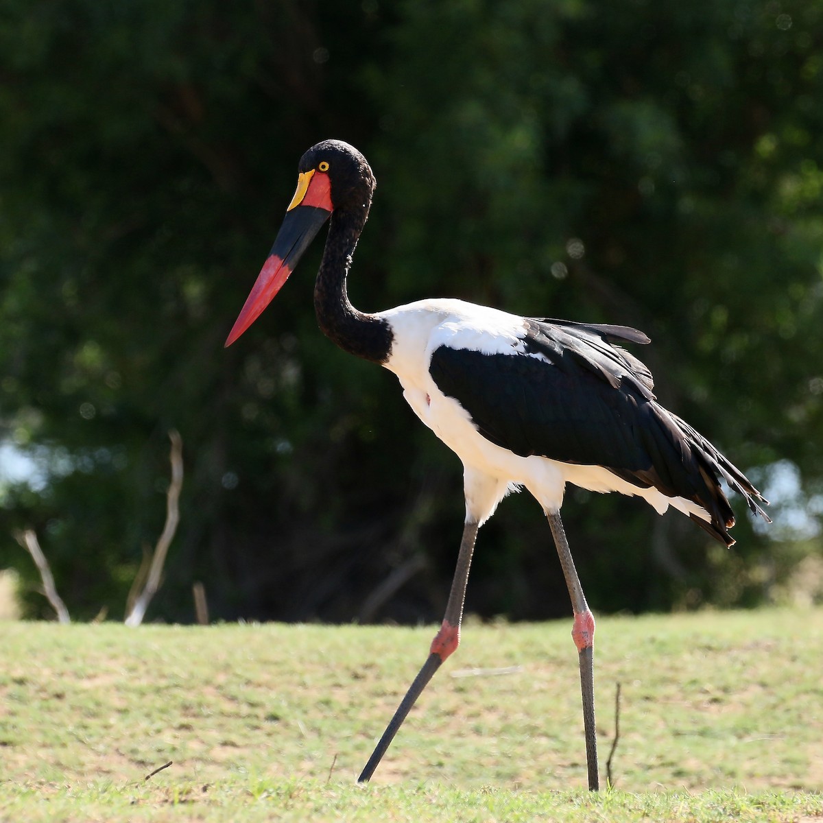 Saddle-billed Stork - ML585974551