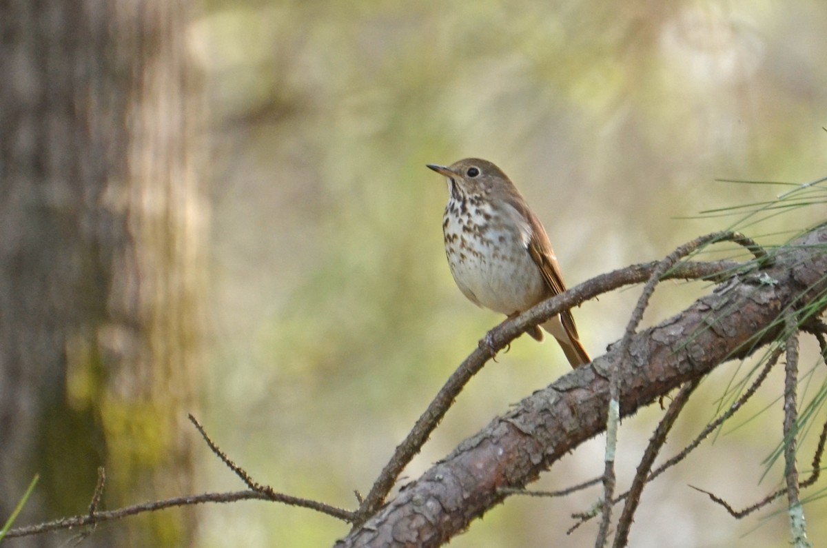 Hermit Thrush - ML585974761